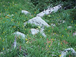 Flowers on the way to Cube Rock Pass.